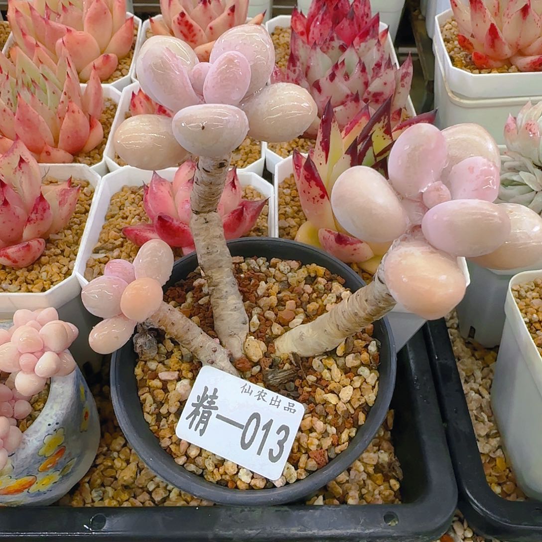 桃之卵，013，仙农出品多肉