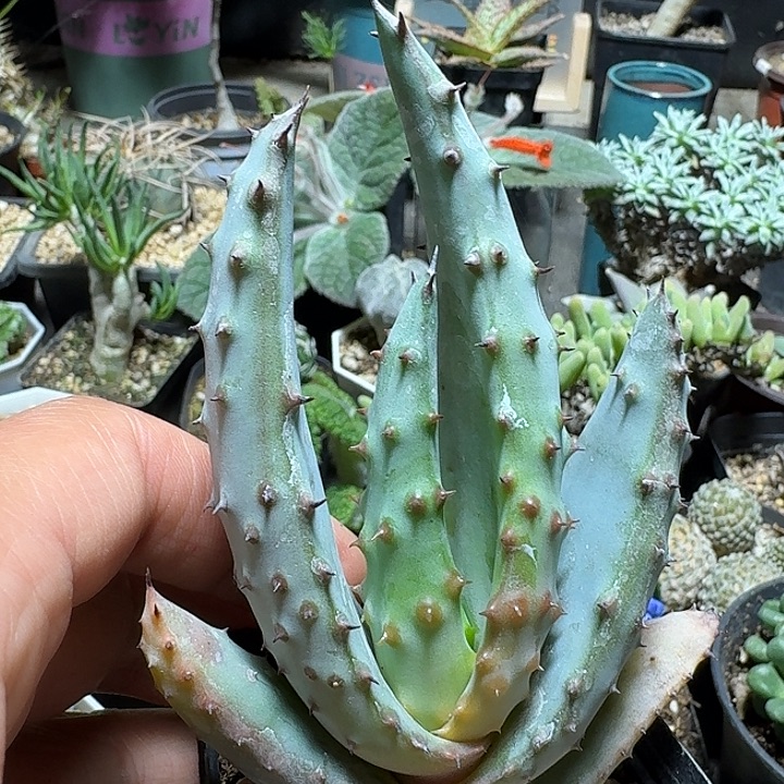 300强刺鬼切芦荟脱土发货