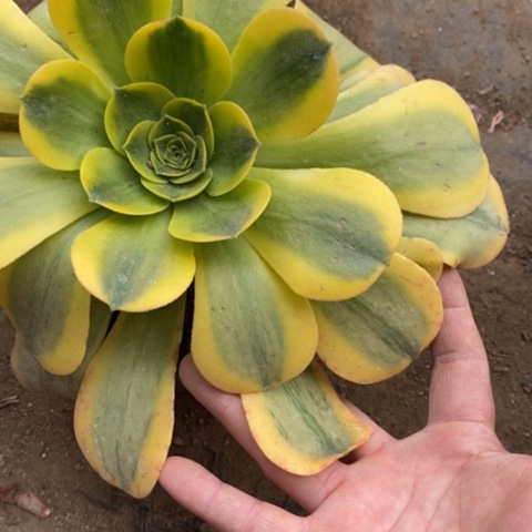 167香炉盘黄锦满25包邮多肉