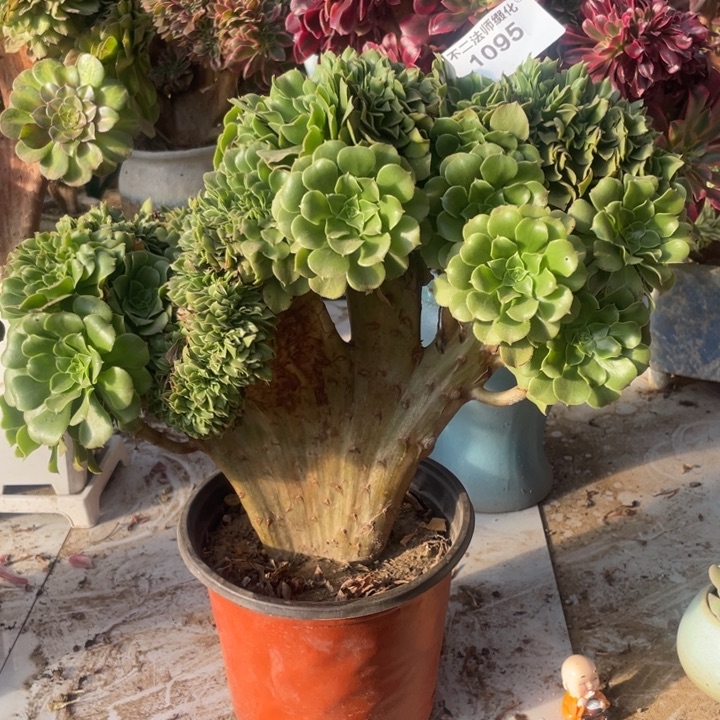 1095，绿羊绒缀朵朵包邮