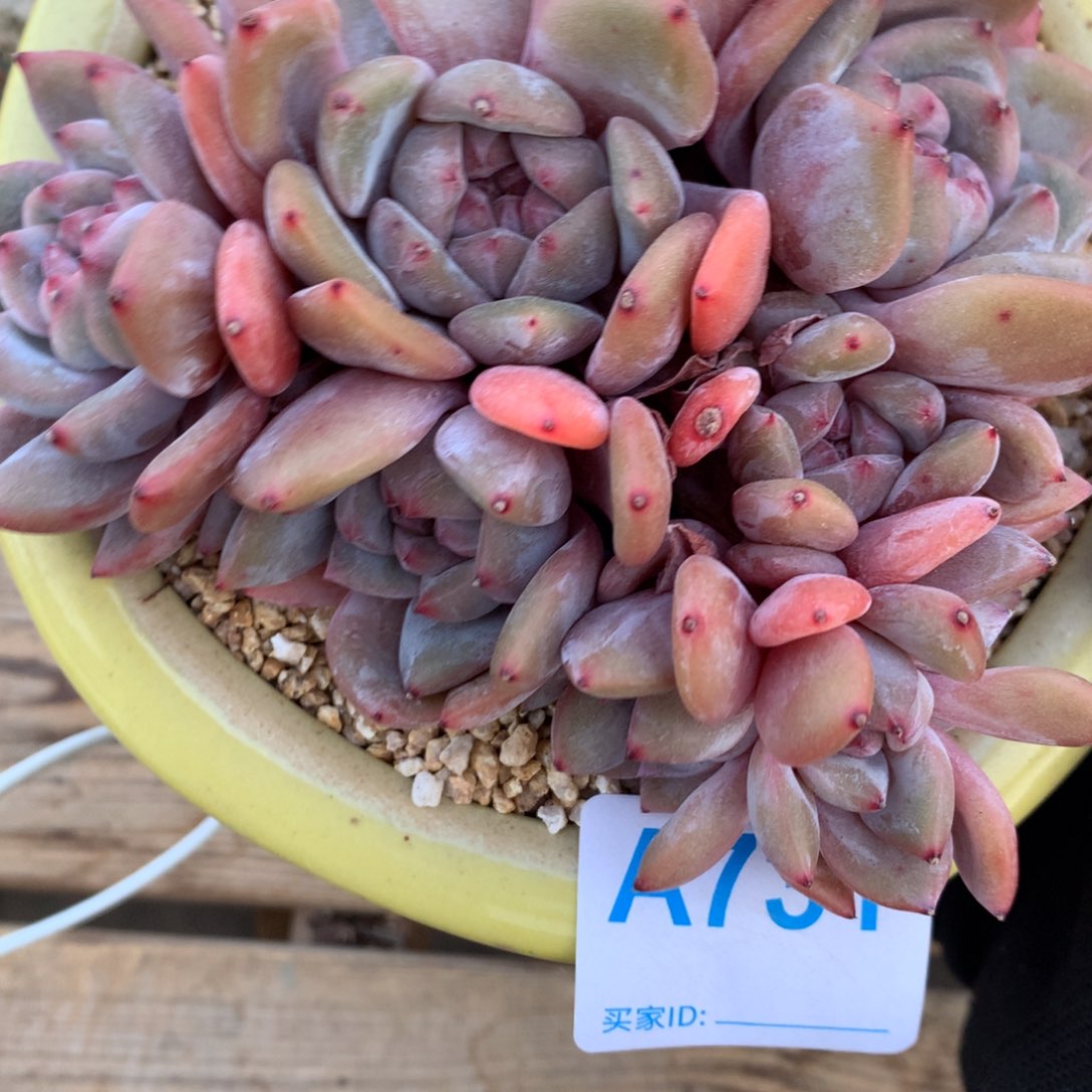 ?****?A731售后范围：签收起7天内