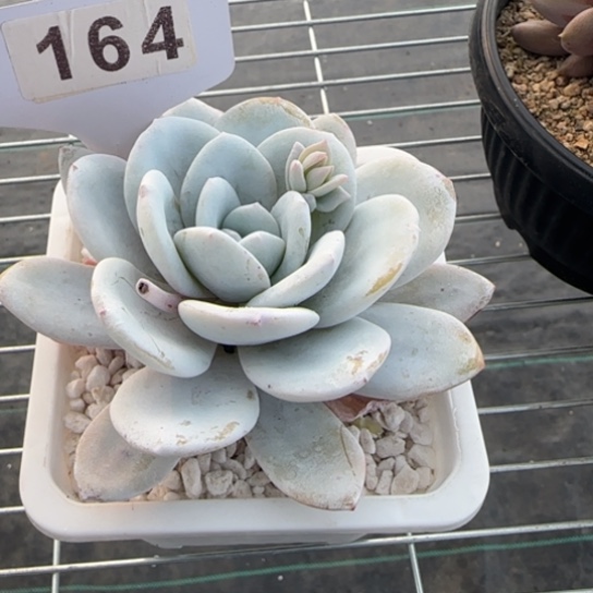 164雪莲 一物一拍多肉