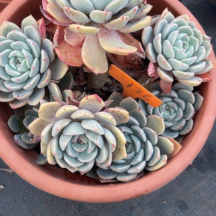 冰***糖两单包邮，一物一拍126