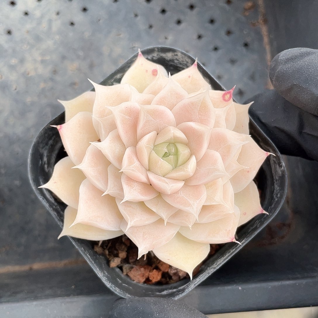 优选女王福利8147