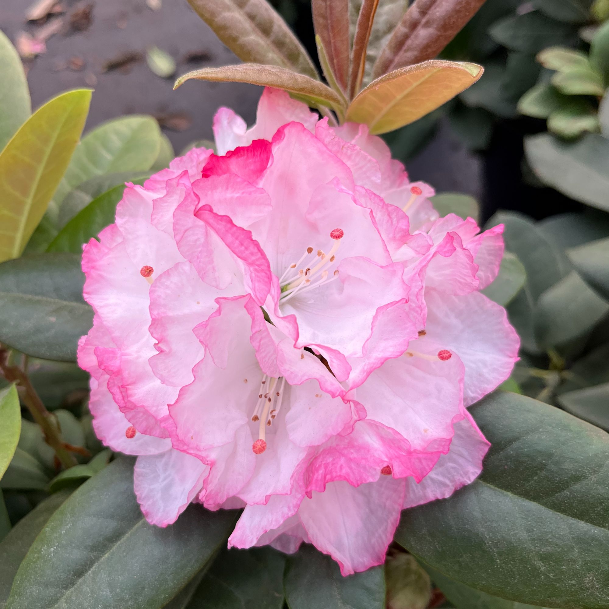贵夫人  大叶高山杜鹃  别墅花卉庭院盆栽 木本花卉  带香味 双色