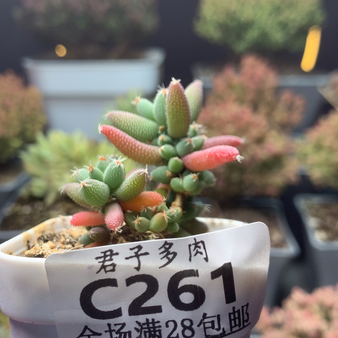 c261玉米枝干番杏