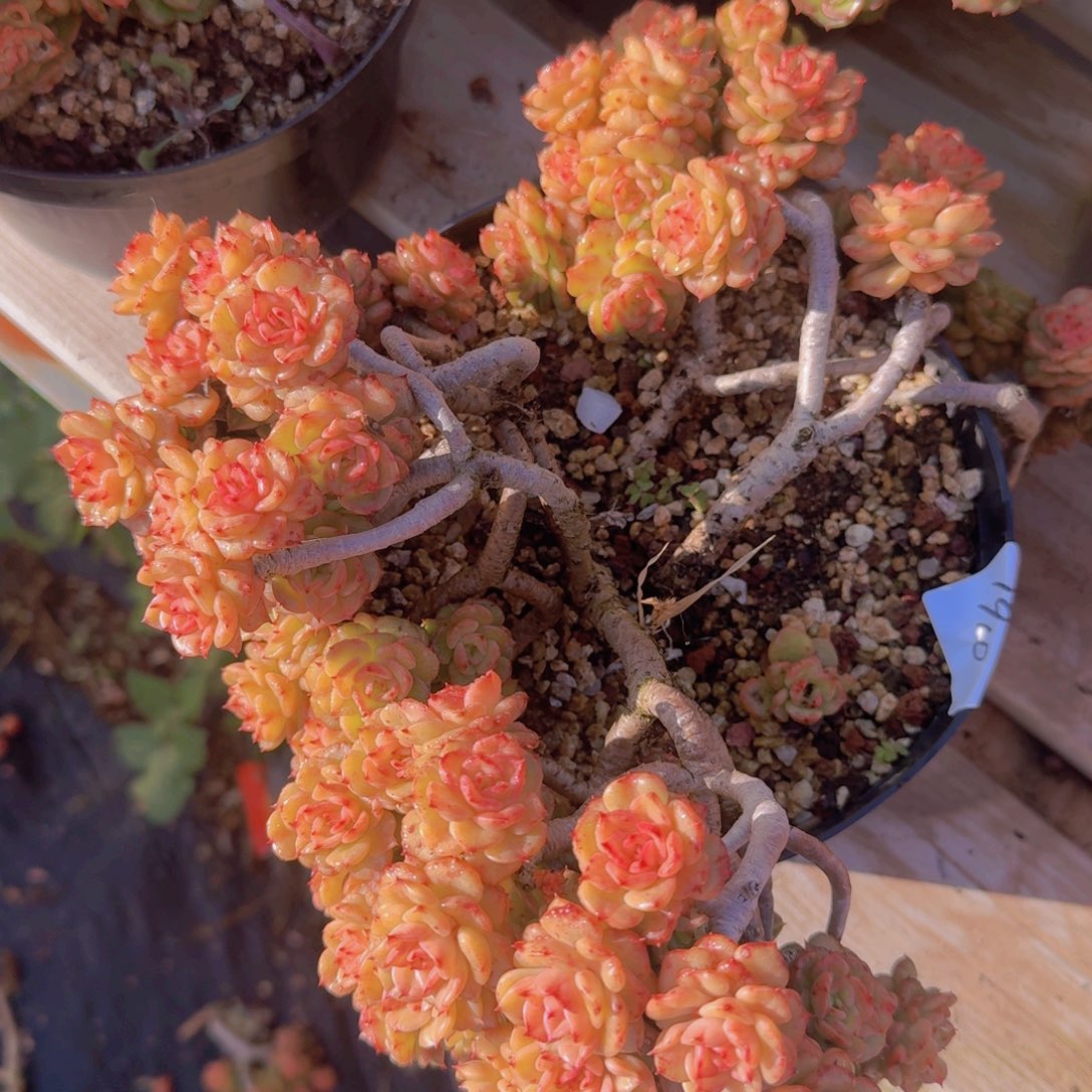 余****1910腊牡丹凡艺多肉