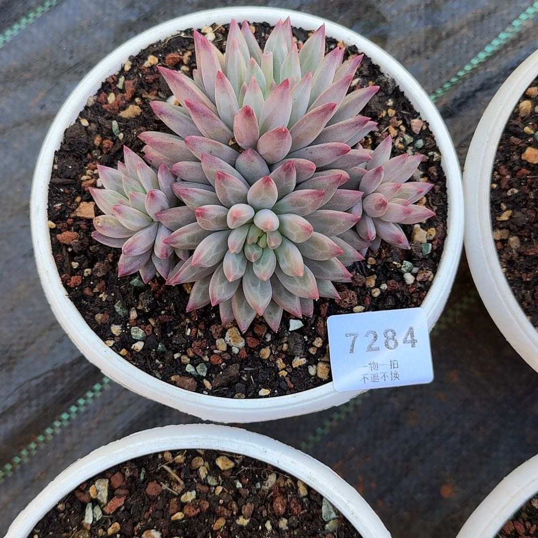 允***泽7284号虞美人多肉