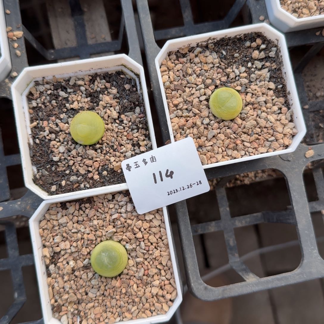 D***.多肉多肉多肉12-114