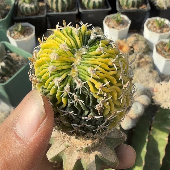 刺球锦坠化仙人球