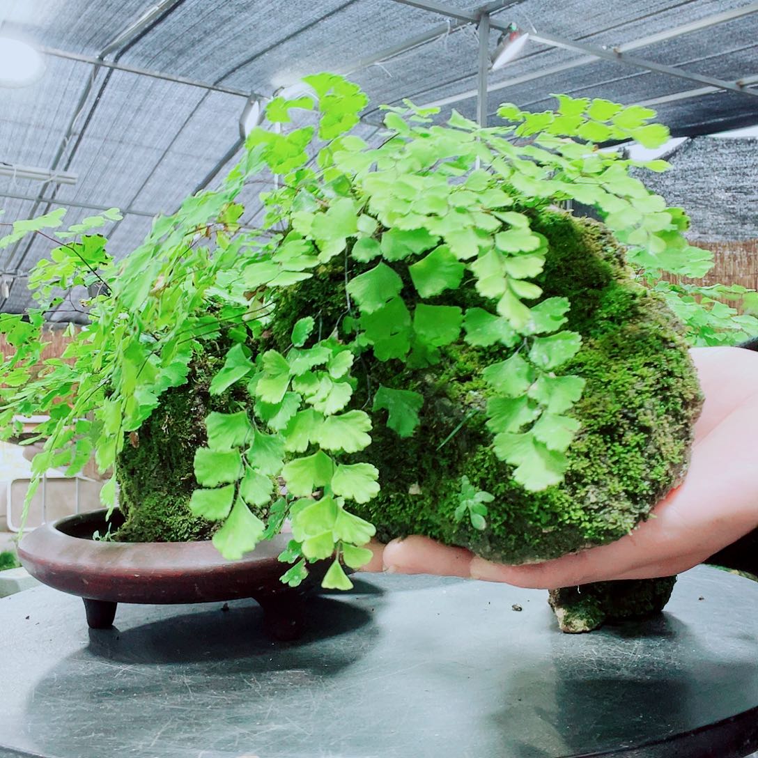 '***.当前无花栽培后可以开花