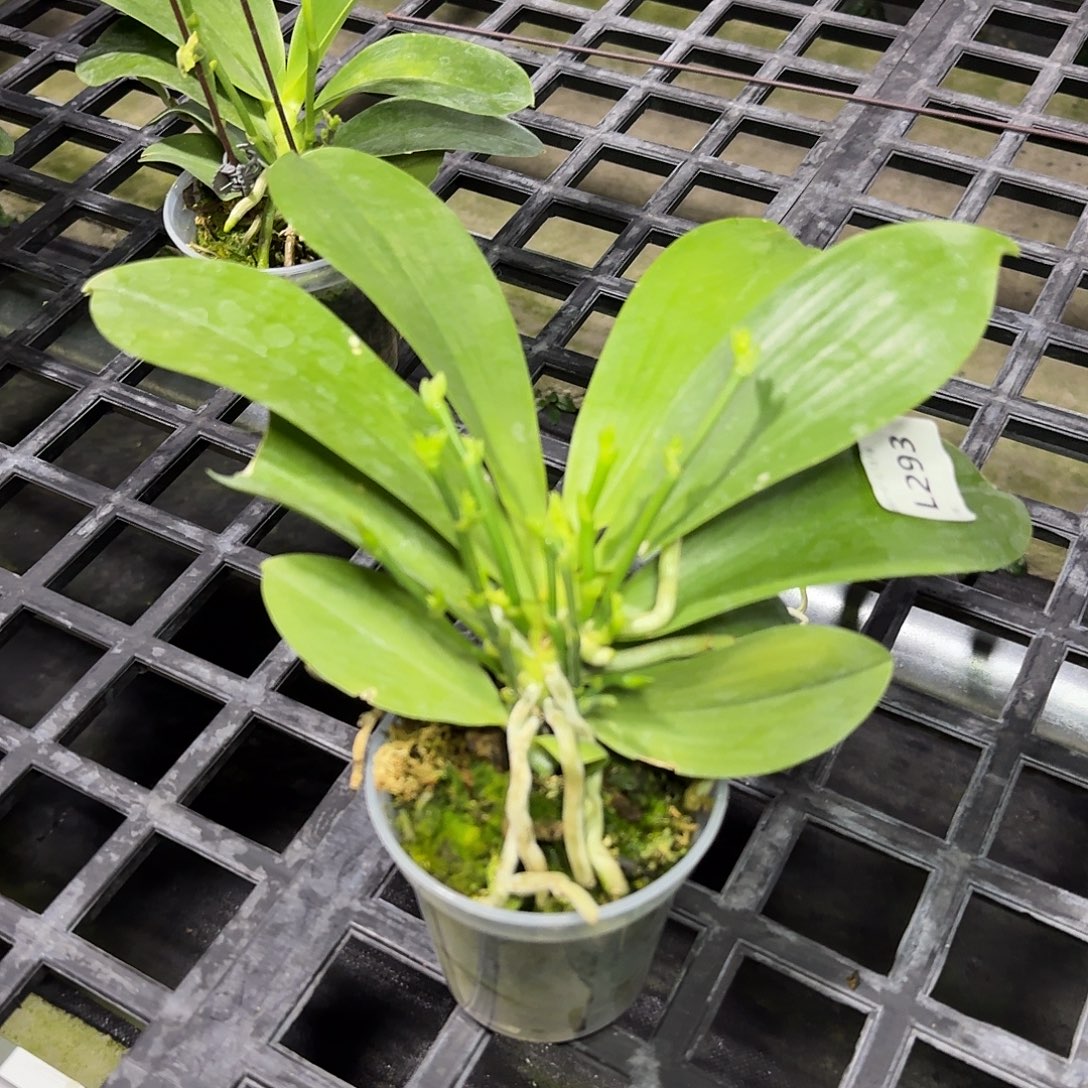 完全开放L293 yss1168 专拍