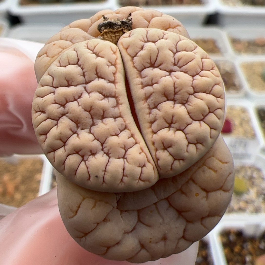 0676号189多肉植物