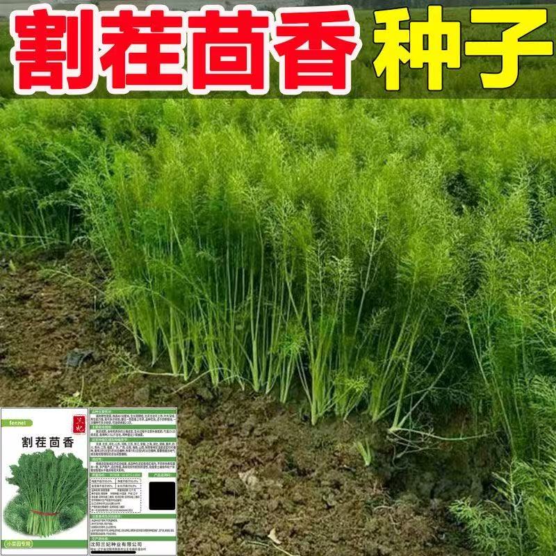 割茬【茴香种子】高产小茴香种籽四季蔬菜种子大全阳台盆栽菜种子