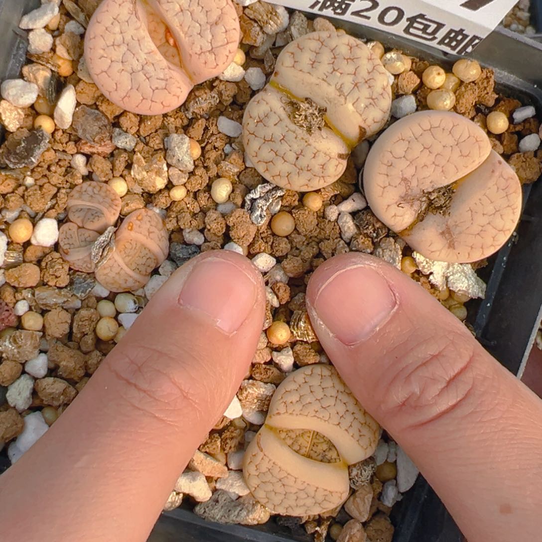 【闪购商品】377……