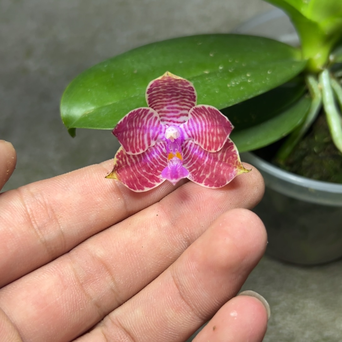 完全开放l189三寸盈收红路德