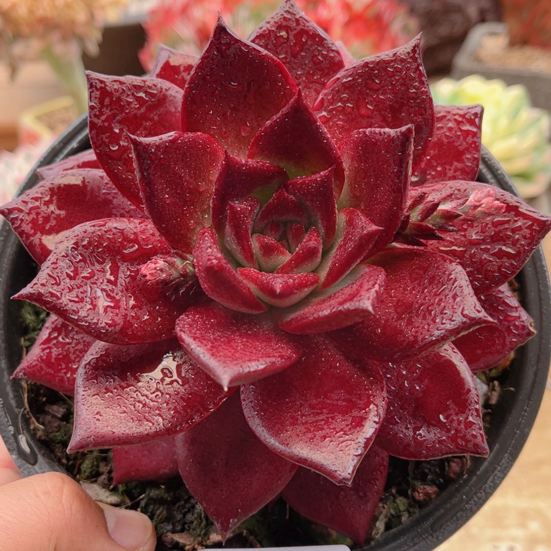 067罗兵德华多肉