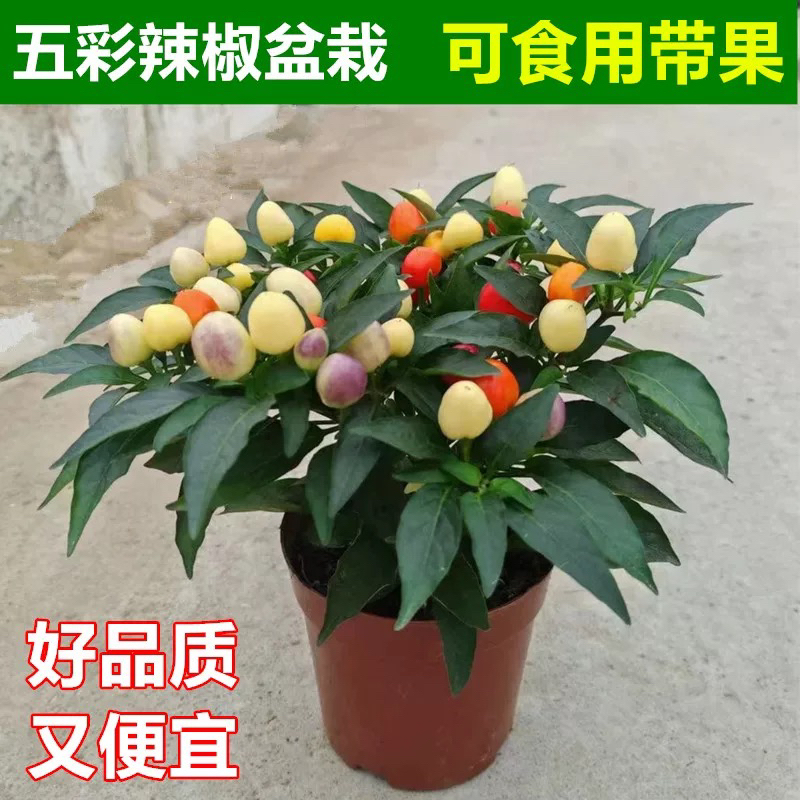 观赏椒彩 五彩椒苗懒人阳台种植必备辣椒盆栽幼苗带花果发货种苗