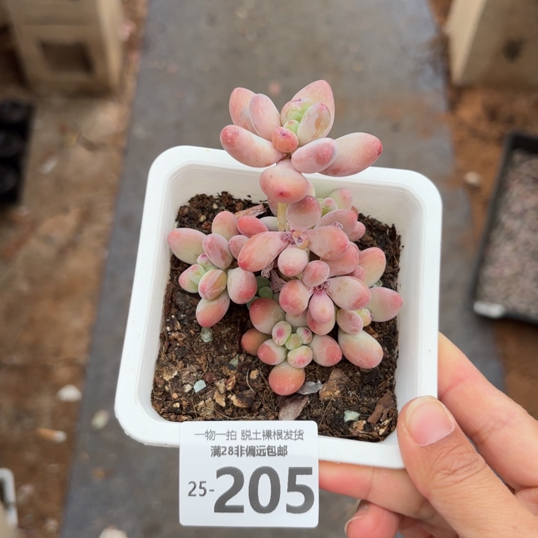 樱花罗绮老桩多肉多肉