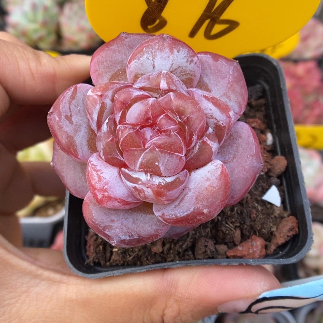 星河可拍876号。   