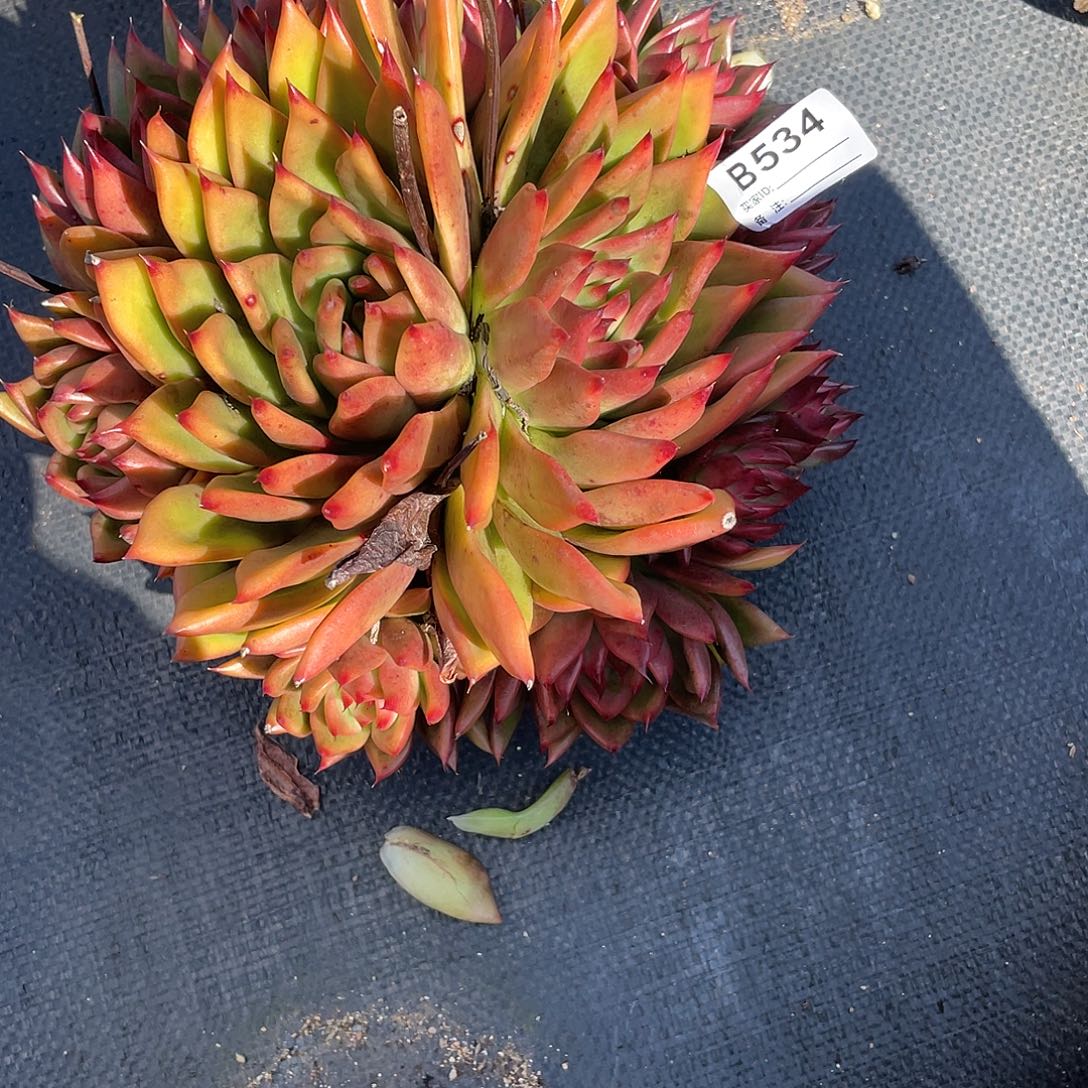 若如东云单拍B534