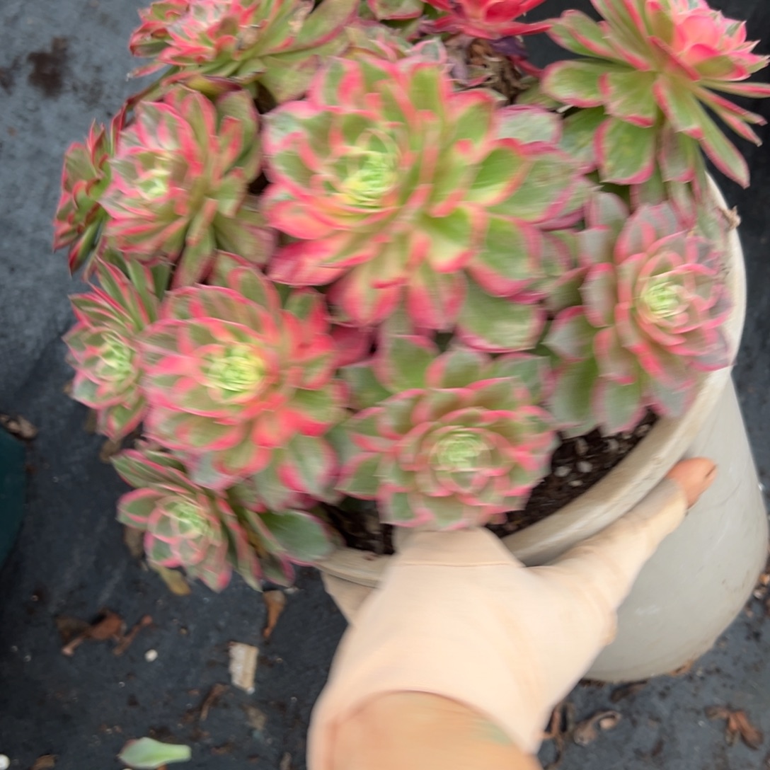 15万花筒多肉椅子