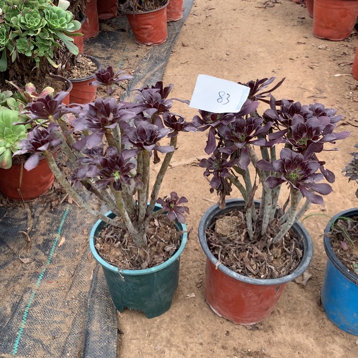 李***7黑法师多肉植物83好