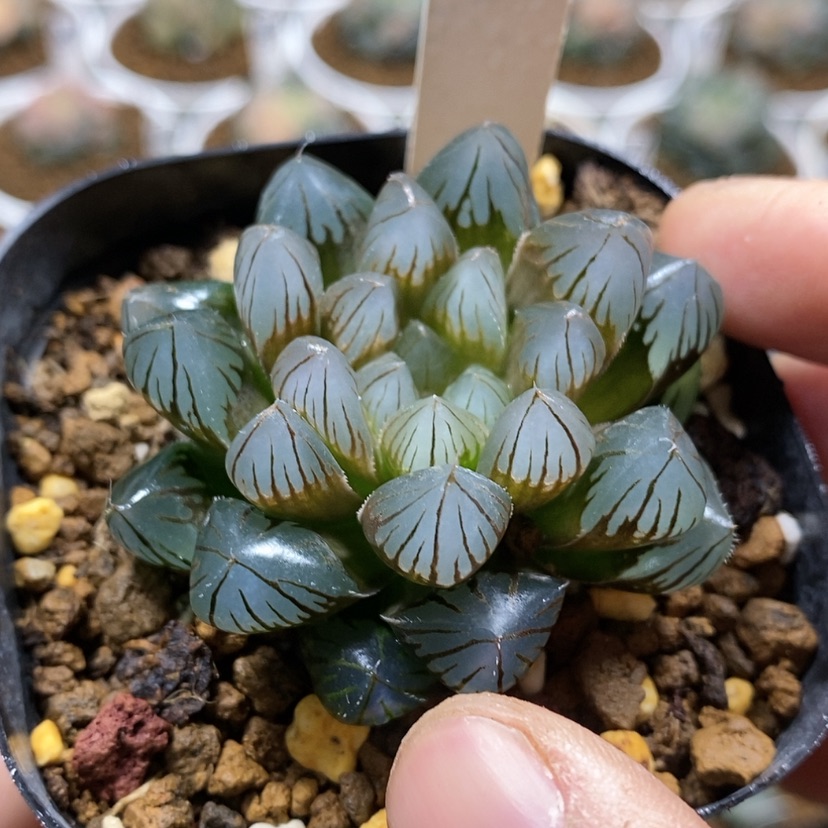 【闪购商品】83黑肌