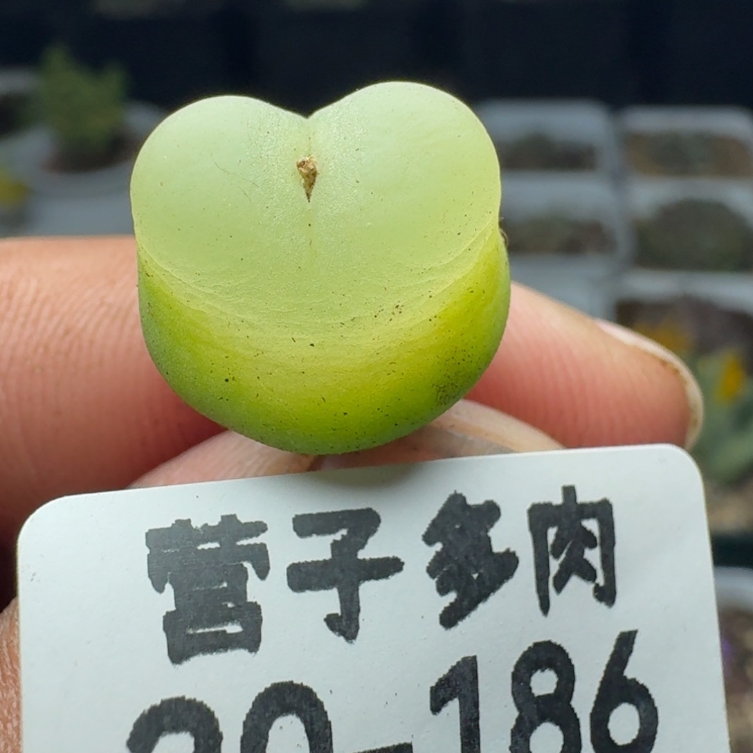 拉登1.5带盆土1200