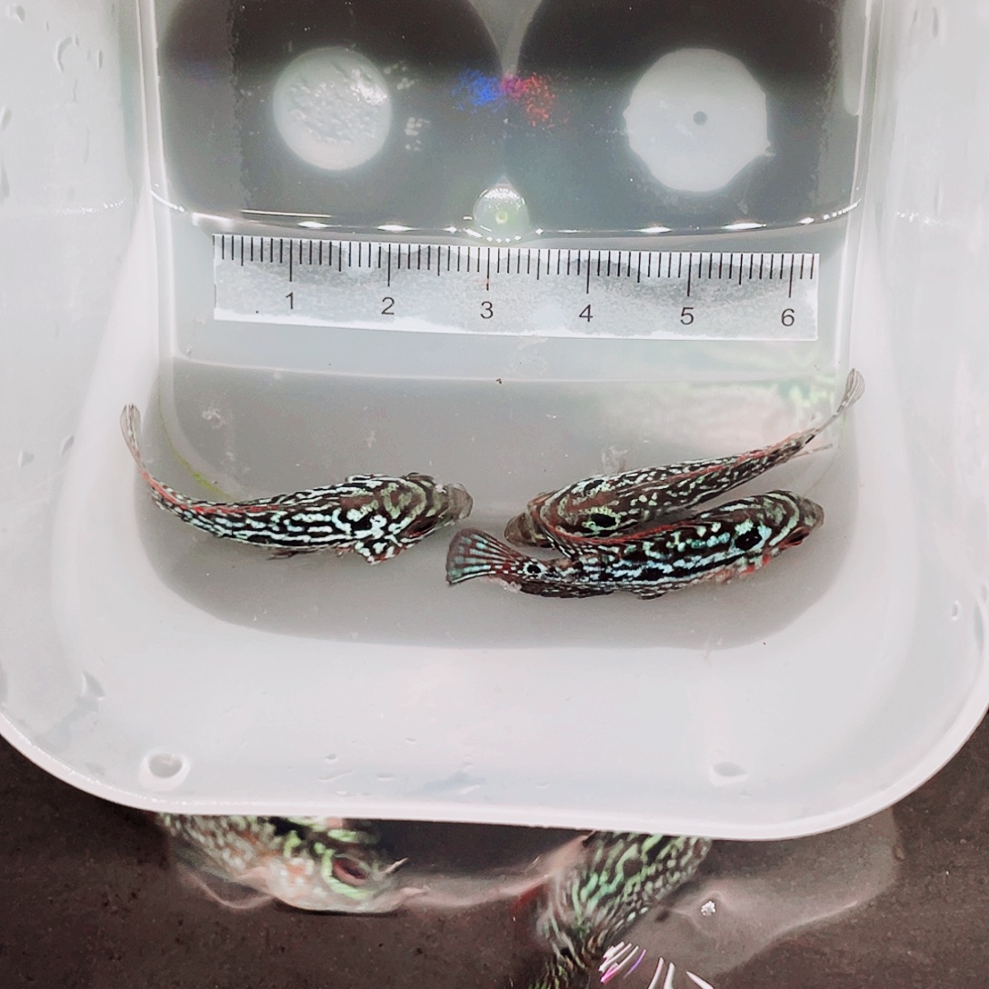 缘***你罗汉鱼金花罗汉鱼3条