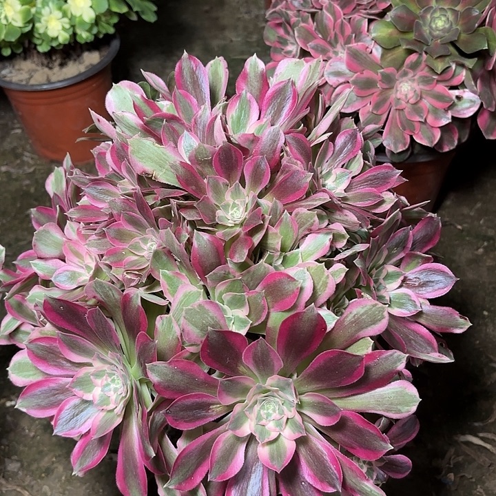 多肉植物夜萝刹30