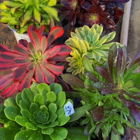 六科嫩桩多肉574多肉不包断