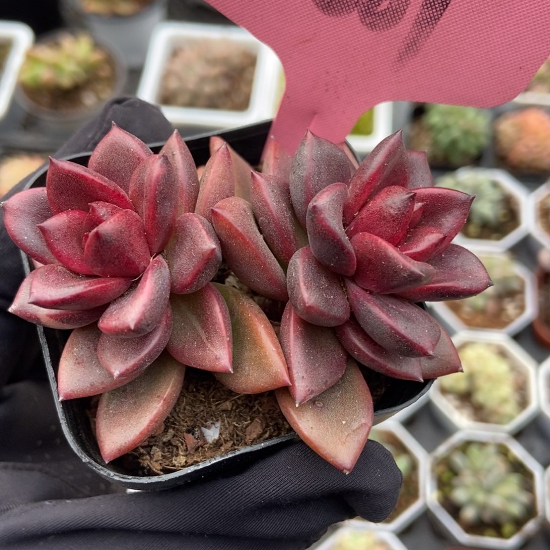 2001丰沛玫瑰多肉植物