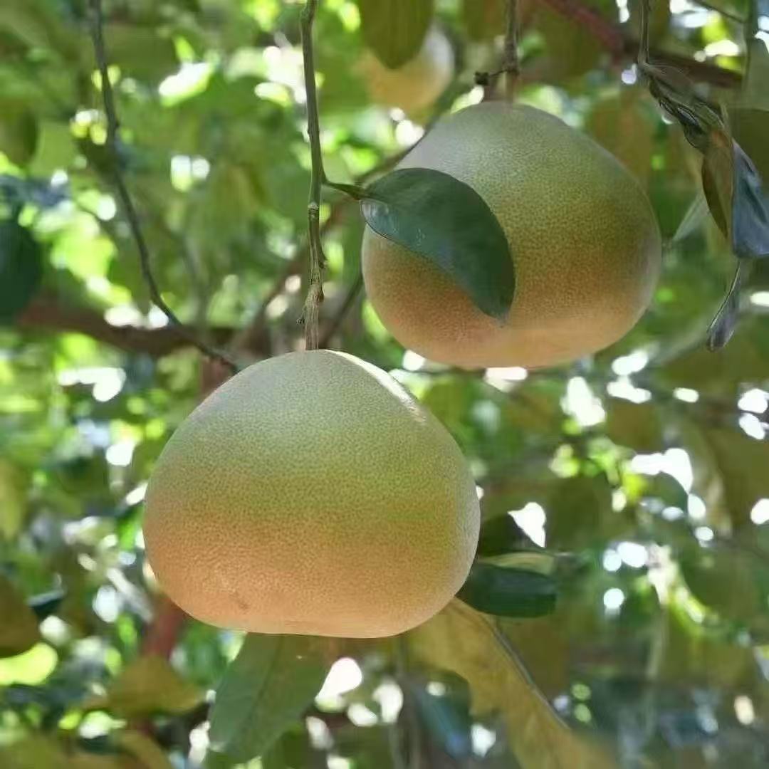 福建仙游度尾红心文旦柚新鲜当季酸甜多汁水果