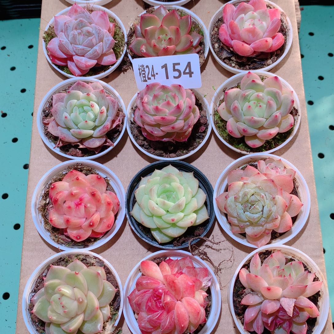 24-154一物一拍多肉带盆18颗