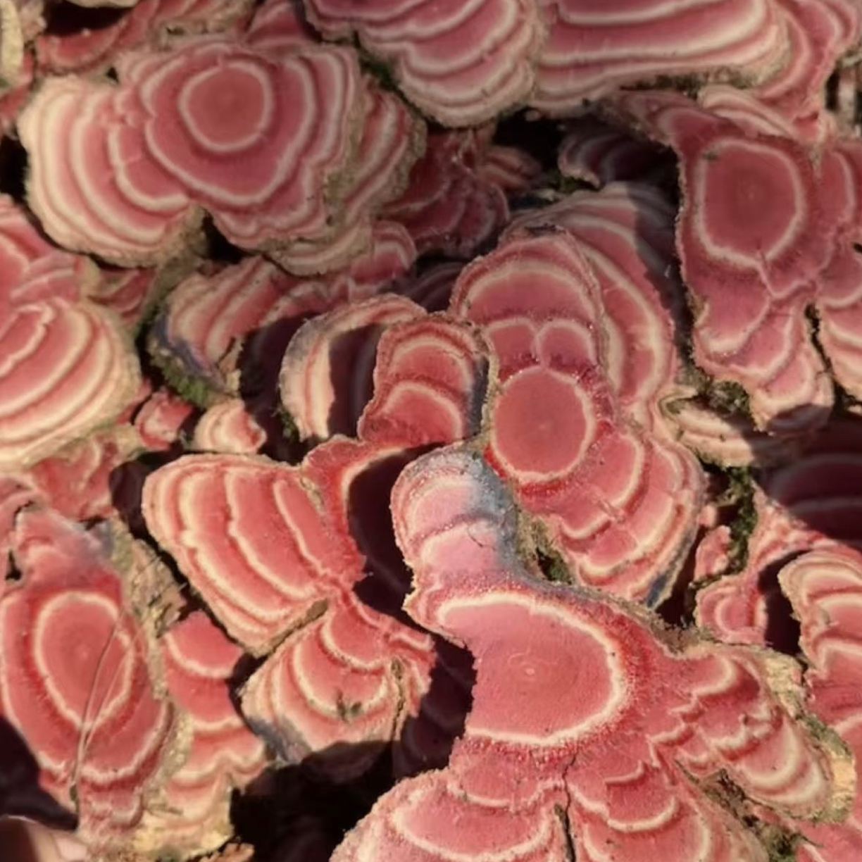 鸡血藤新鲜片（一手货源）