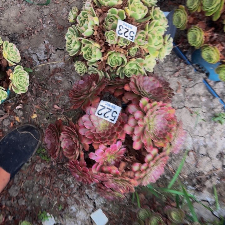 两个花29-49包邮花花