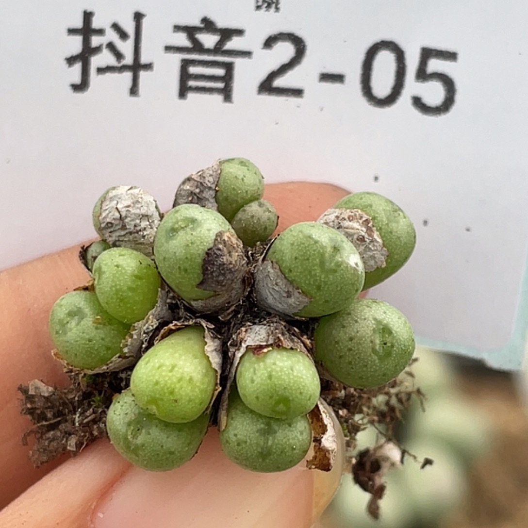 2-5肉锥多肉植物肉锥