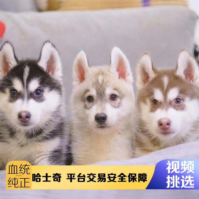 哈士奇幼犬蓝眼睛纯种宠物狗狗活体西伯利亚雪橇犬活物哈士奇小狗