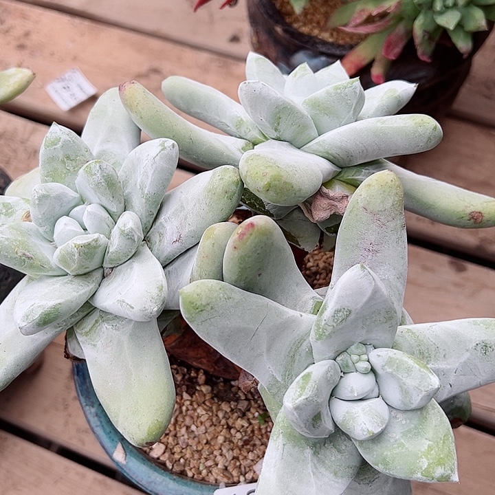 8510拇指仙女杯多肉