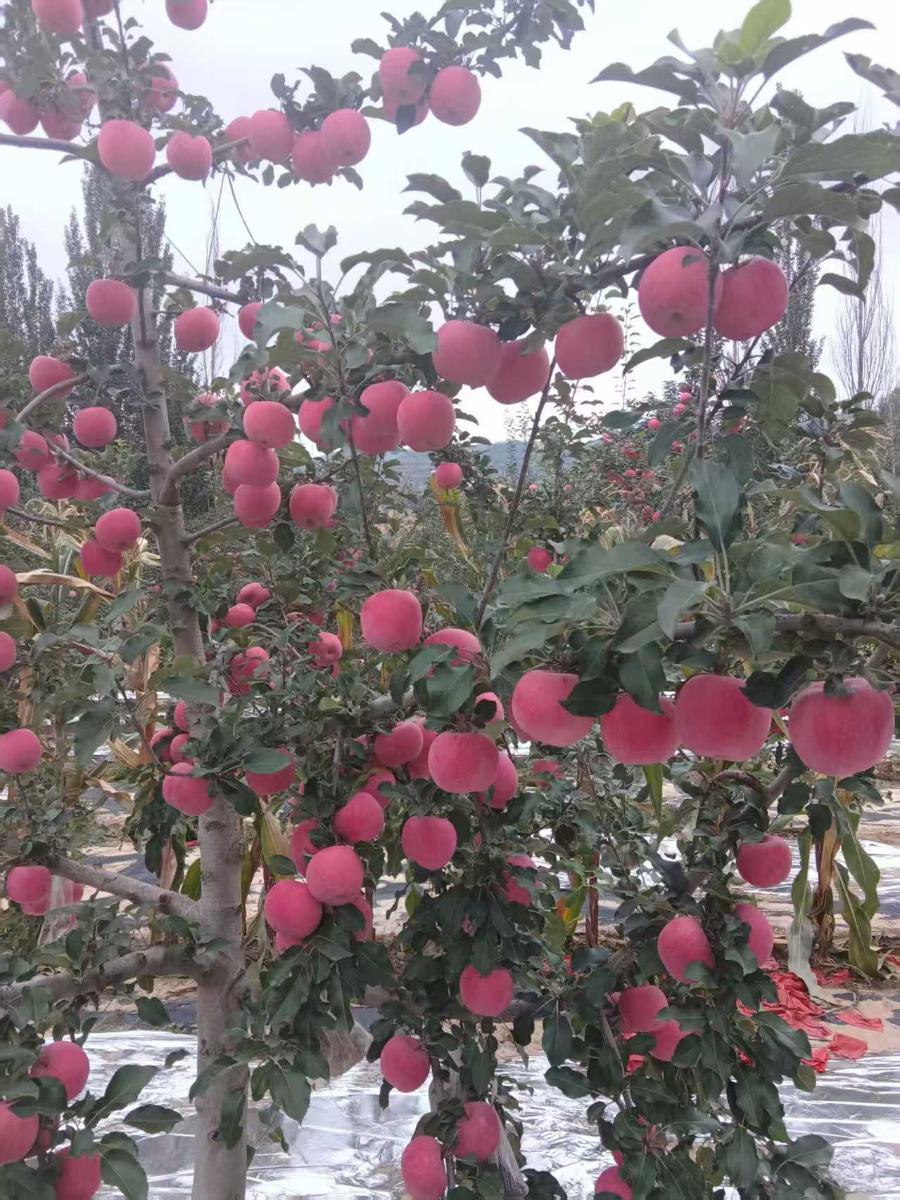 甘肃静宁山娃山地红富士首播尝鲜福利，果园直采直发，美味等你尝