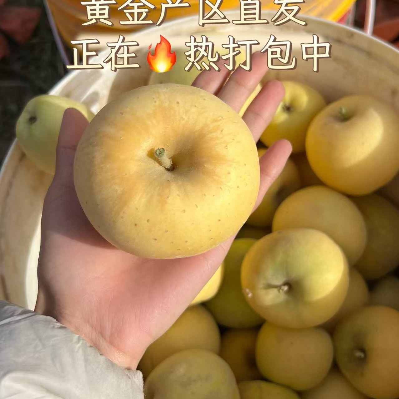 新疆直发黄金维纳斯苹果脆甜多汁馥郁花香