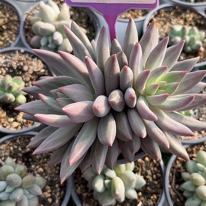 虞美人一物一拍835