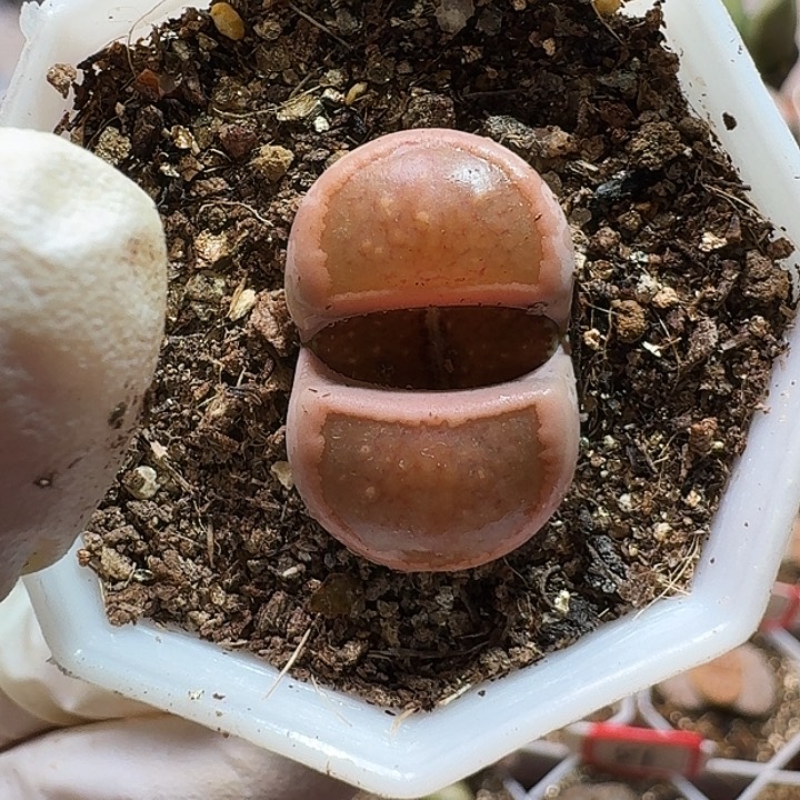 生石花11111111。   290