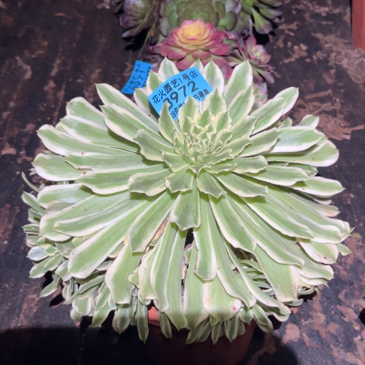 碧浪8972多肉植物