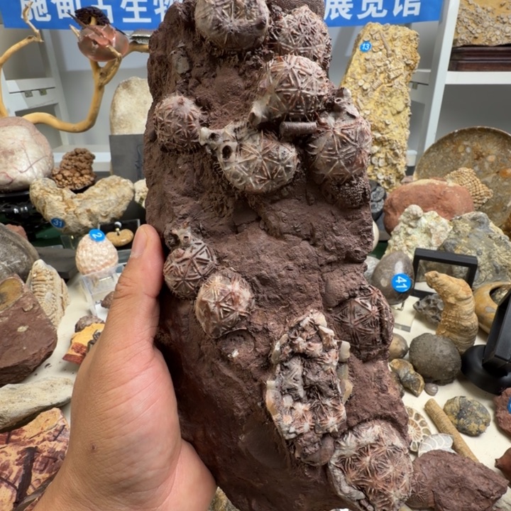 玉家居摆件家居标本