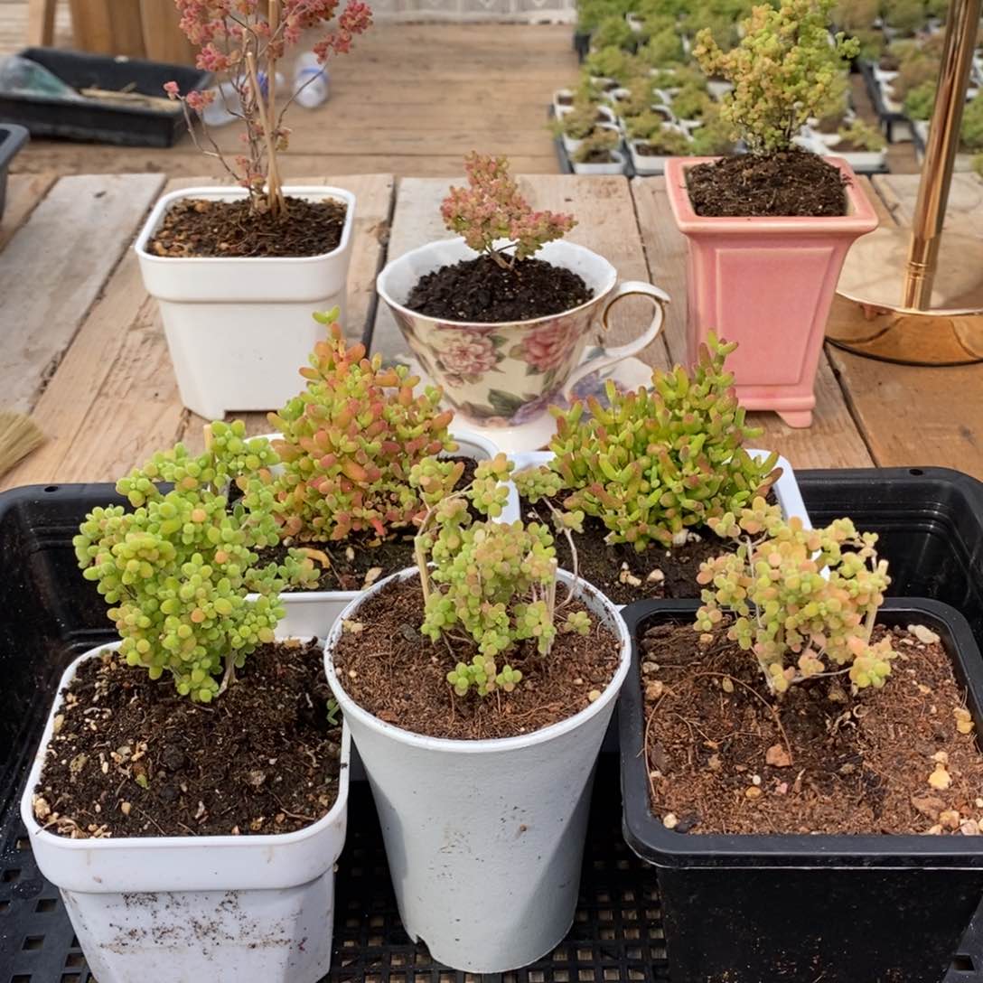 枝干番杏多肉植物926