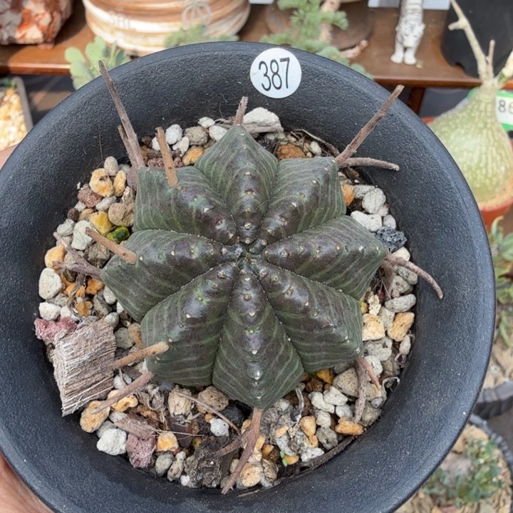 实生法利达（满28包邮）