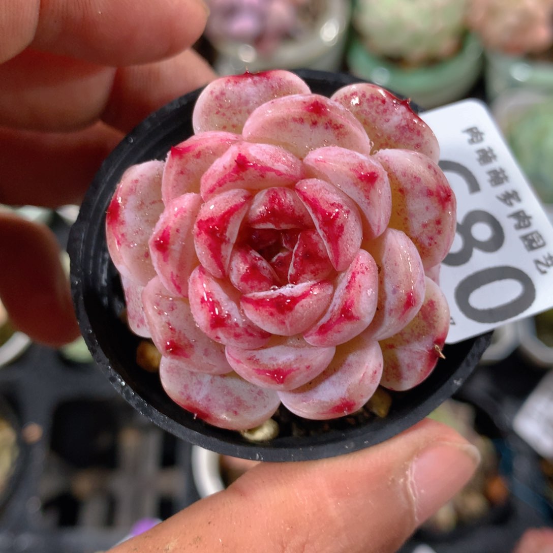 5CM拇指盆精控多肉ZE680