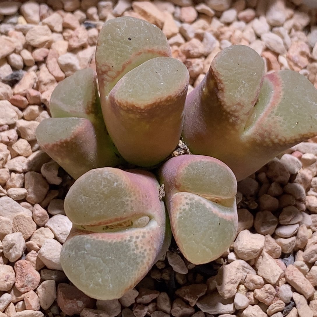 绒面粉体白窗群5头55555